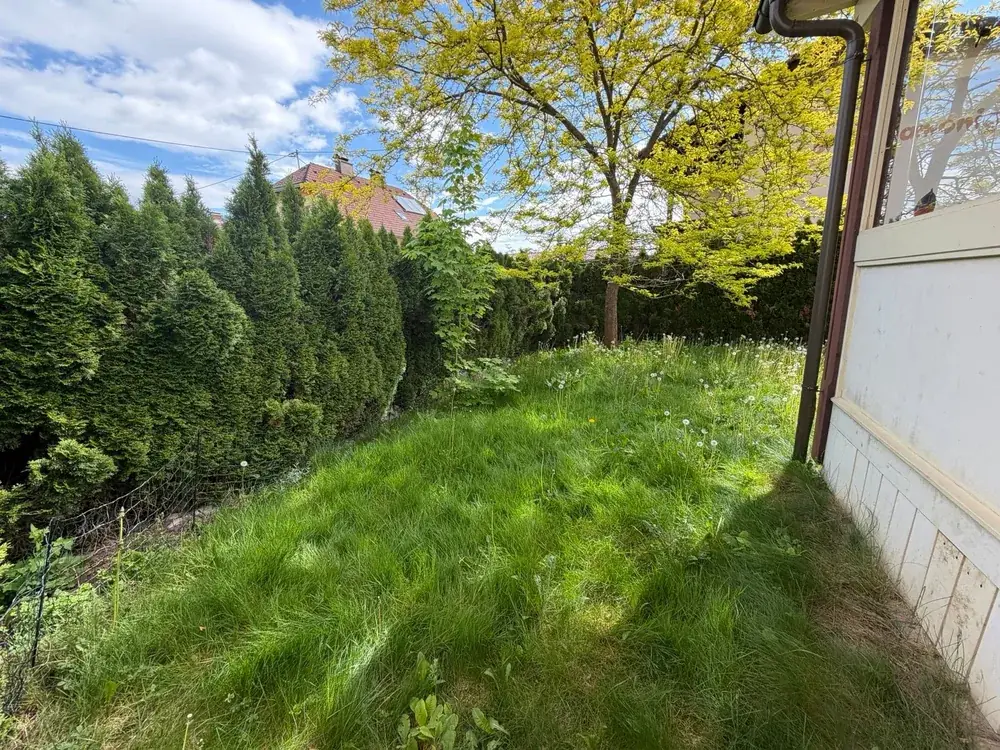 Vorher: verwilderter Rasen mit hohem Gras und Löwenzahn